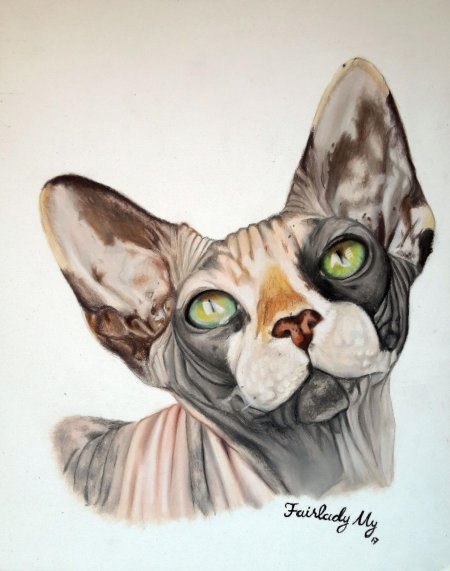 Кошка сфинкс