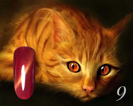 Рыжие котики