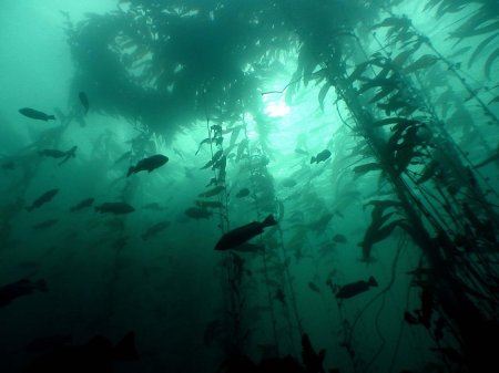 Подводный "лес"(kelp forest)