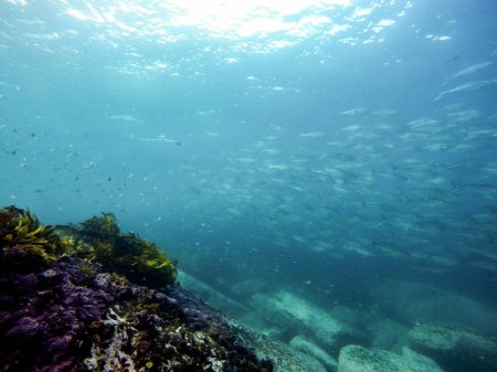 Подводный мир черного моря