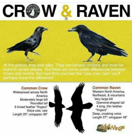 Crow raven разница