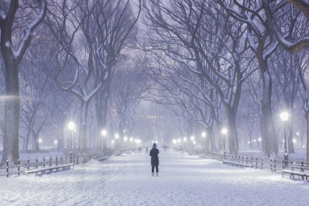 Central park winter