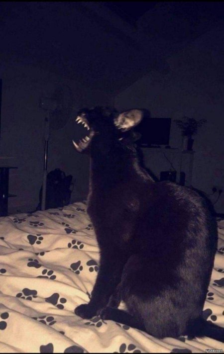 Черный кот страшный