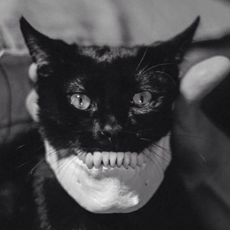 Черный кот страшный