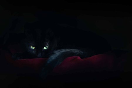 Кошка в темноте