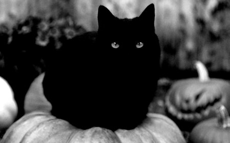 Бомбейская кошка