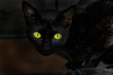 Бомбейская кошка