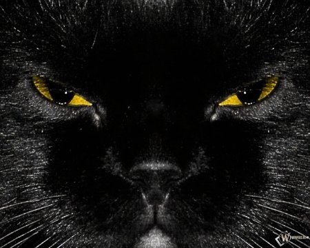 Кот чëрный