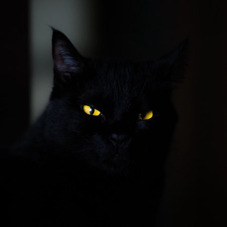 Бомбейская кошка