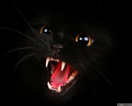 Злой черный кот