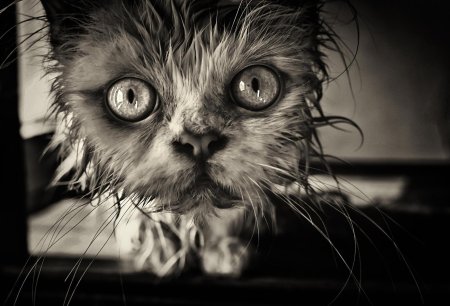 Страшные коты