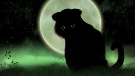 Чëрный кот