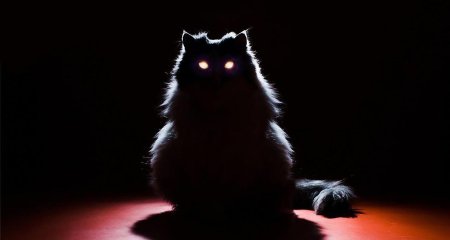 Кошка в темноте