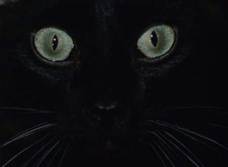 Кошка черная