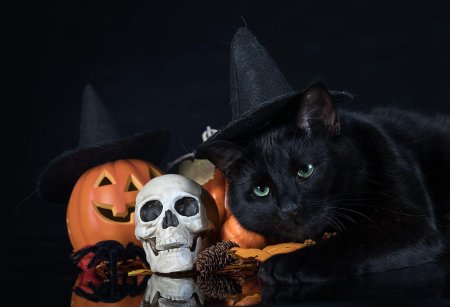 Кот хэллоуин