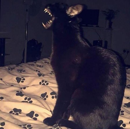 Черный кот страшный
