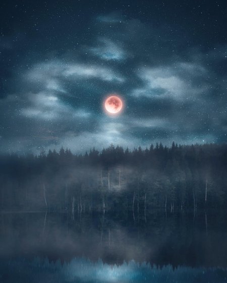 Луна в лесу