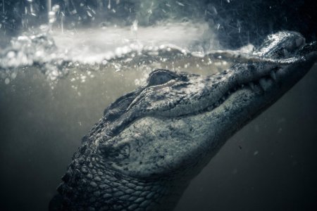 Нильский крокодил арт