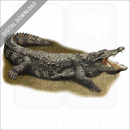 Нильский крокодил collecta