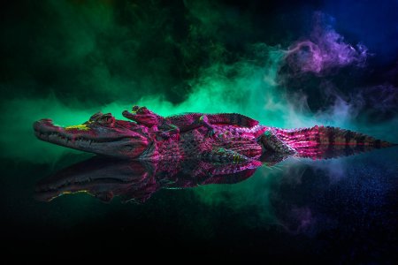 Caiman crocodilus