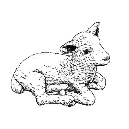 Рисунок ягненка