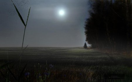 Ночное поле