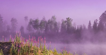 Поля иван чая в ленинградской области