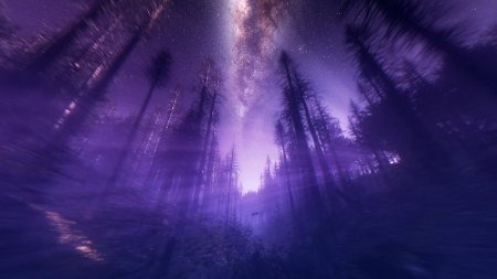 Лес ночь