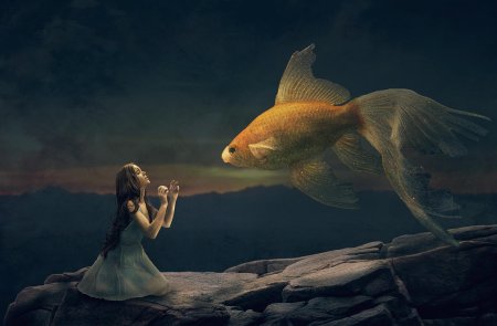 Золотая рыбка вуалехвост