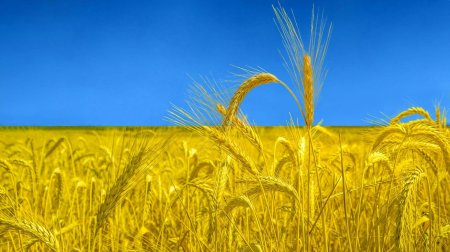 Поле пшеница