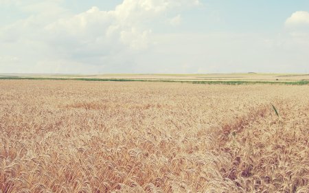 Ковыльная степь и пшеничное поле