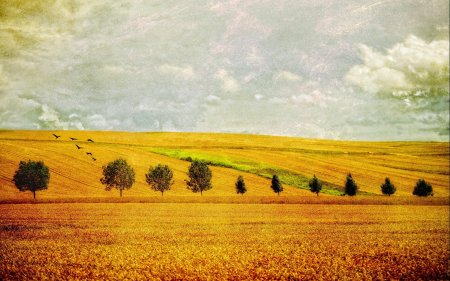 Поле пшеница