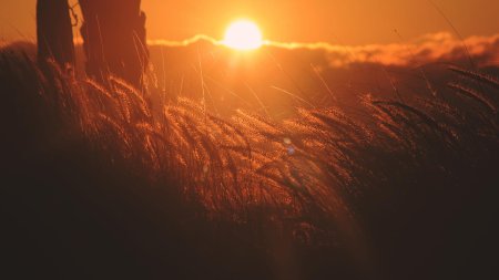 Закат в поле
