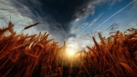Поле пшеница