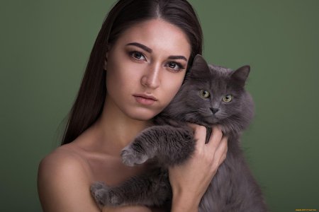 Кот модель