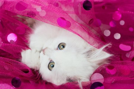 Милые кошки