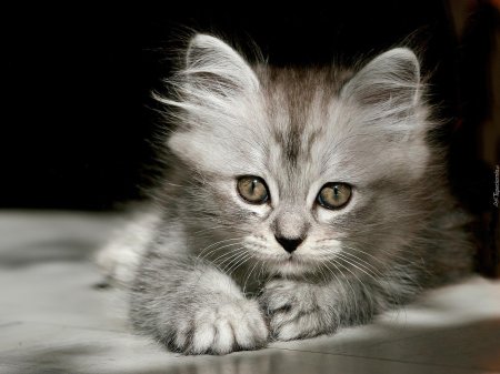 Красивые котики