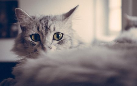 Кошка красивая