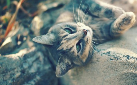 Кошка