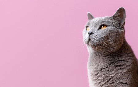 Британская короткошёрстная кошка
