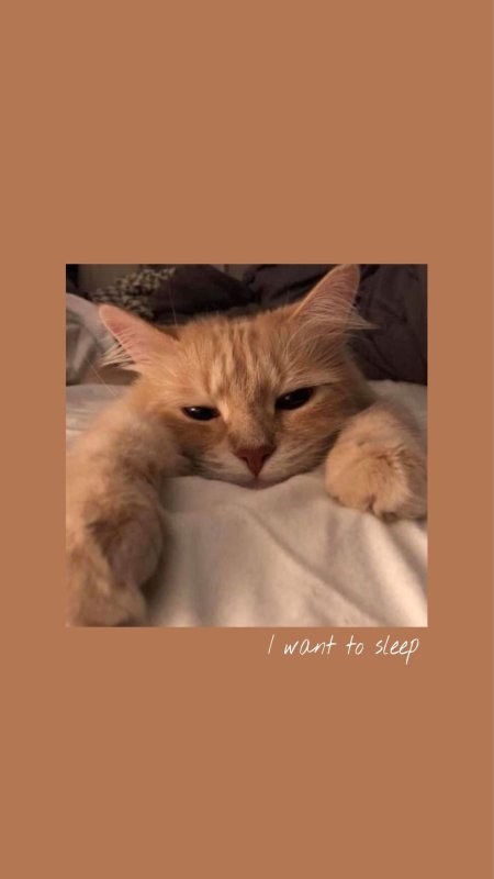 Эстетика котик