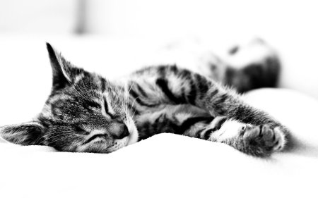 Кот