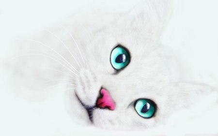 Белая кошка с голубыми глазами