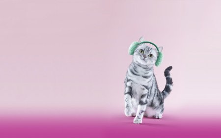 Шотландская вислоухая кошка вискас