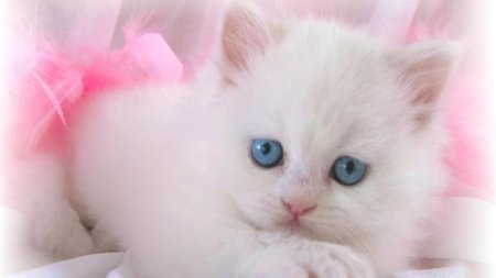 Милые котики белые