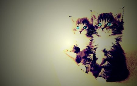 Котята красивые