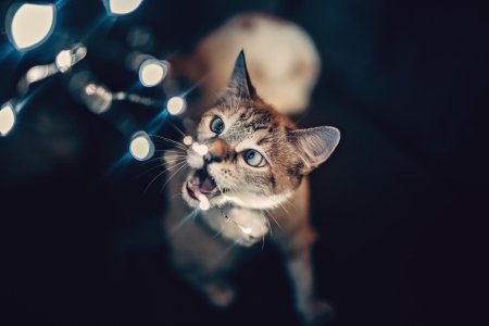 Кошка