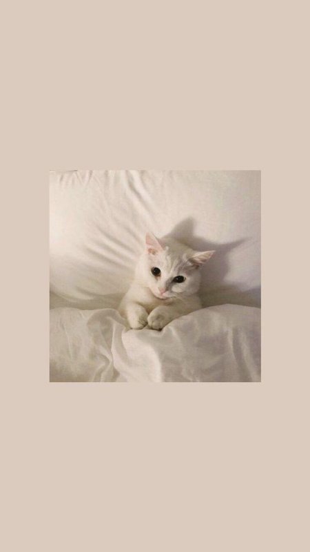 Милый котик эстетика