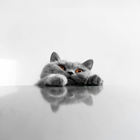 Британская короткошёрстная кошка
