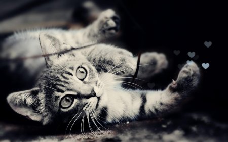 Котик